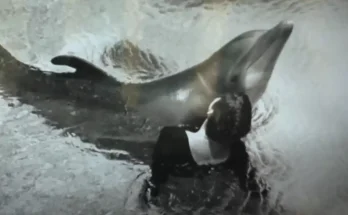 Trainer admitted to 'sexually relieving' dolphin who 'fell in love' with her during NASA-funded experiment