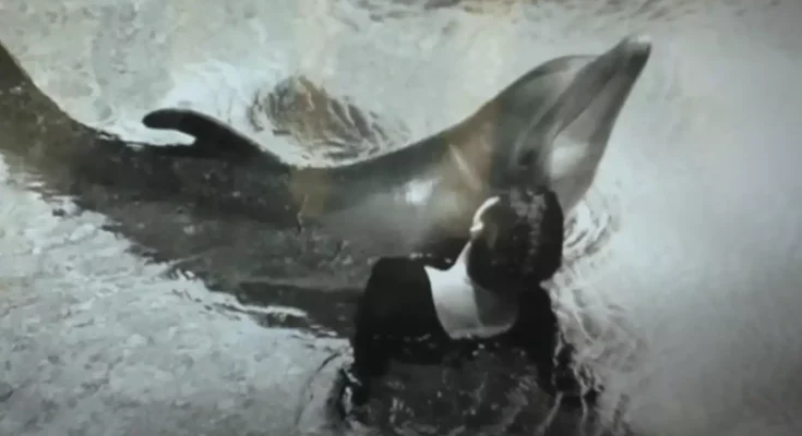 Trainer admitted to 'sexually relieving' dolphin who 'fell in love' with her during NASA-funded experiment