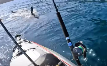 Terrifying moment man in kayak is hunted by massive great white shark in life-threatening encounter