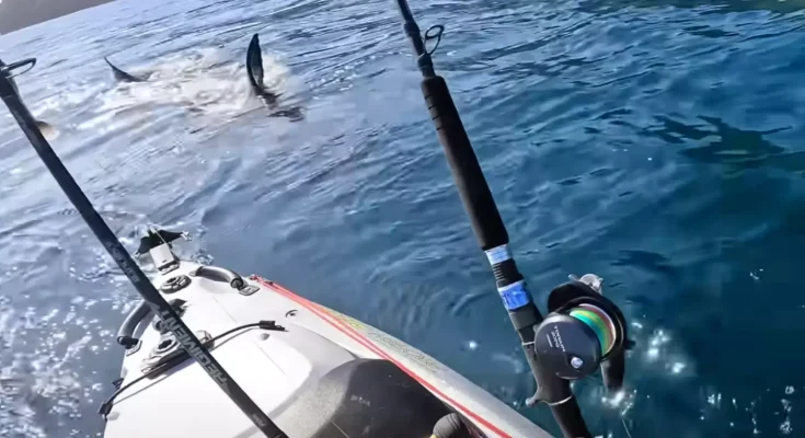 Terrifying moment man in kayak is hunted by massive great white shark in life-threatening encounter