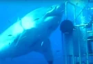 Footage of 'biggest ever great white shark' caught on camera will leave you terrified of the ocean