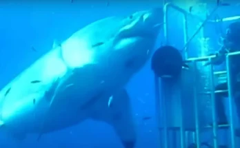 Footage of 'biggest ever great white shark' caught on camera will leave you terrified of the ocean