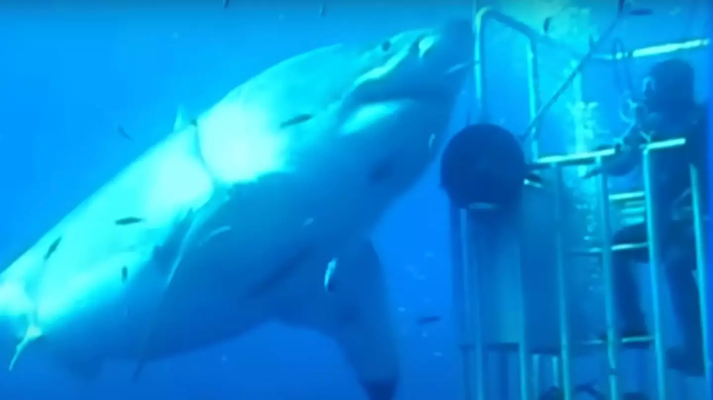 Footage of 'biggest ever great white shark' caught on camera will leave you terrified of the ocean