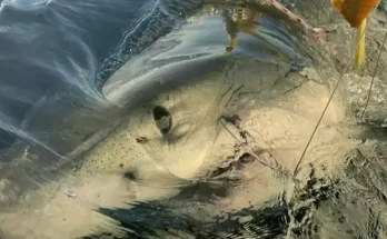 Where biggest male great white shark ever recorded in Atlantic Ocean is now after being discovered off US coast