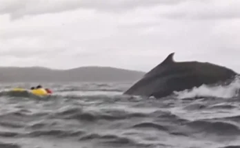 Dad records terrifying footage of his son being swallowed whole by whale