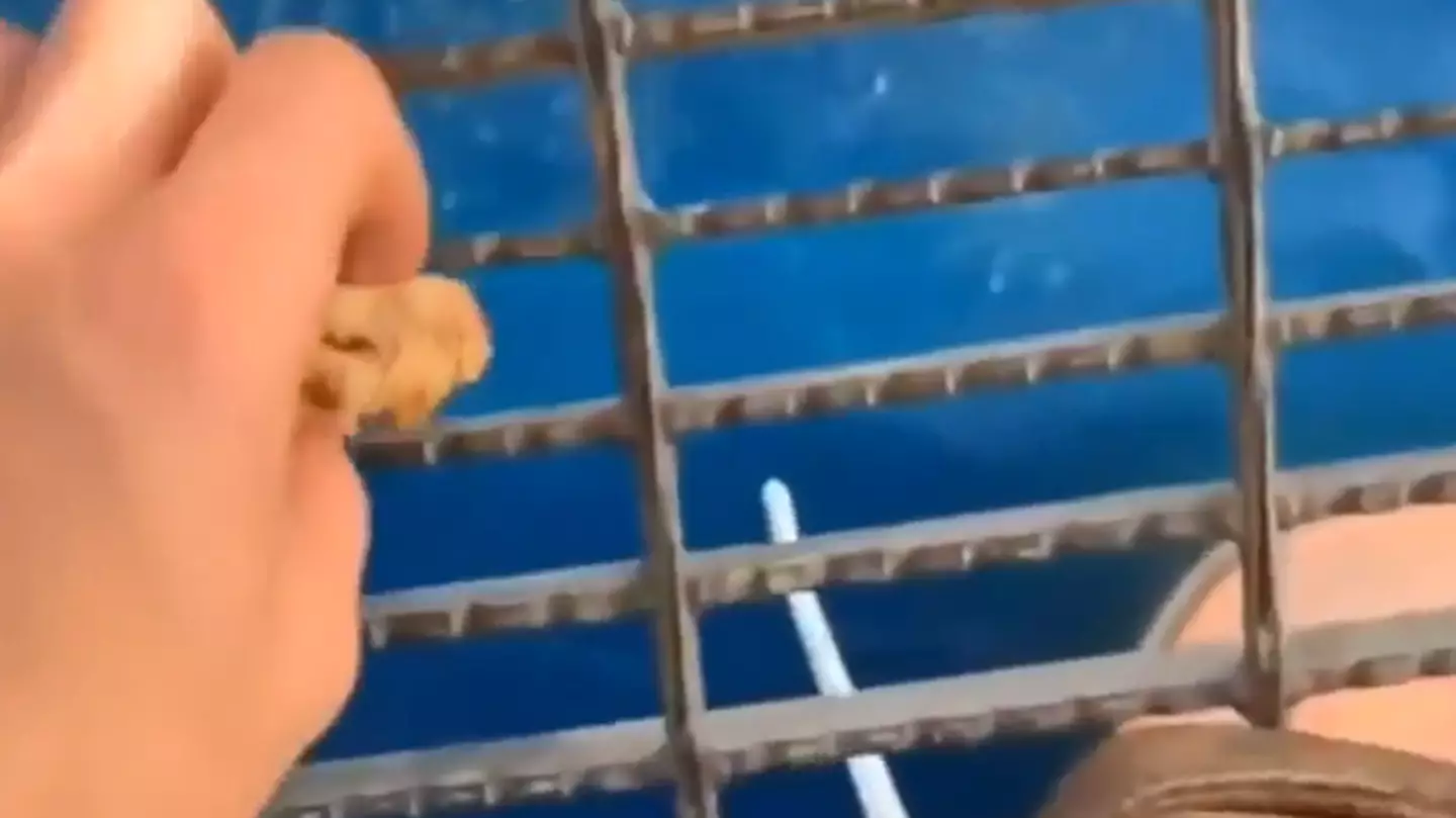 People vow to 'never go in ocean again' after seeing what happened when man dropped food off oil rig into sea