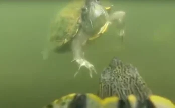 GoPro footage shows gruesome reality of nature after being attached to turtle in a river