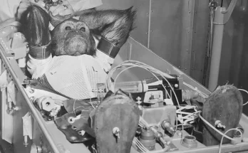 Heartbreaking story behind first ever chimpanzee to go to space as people react to concerning training images