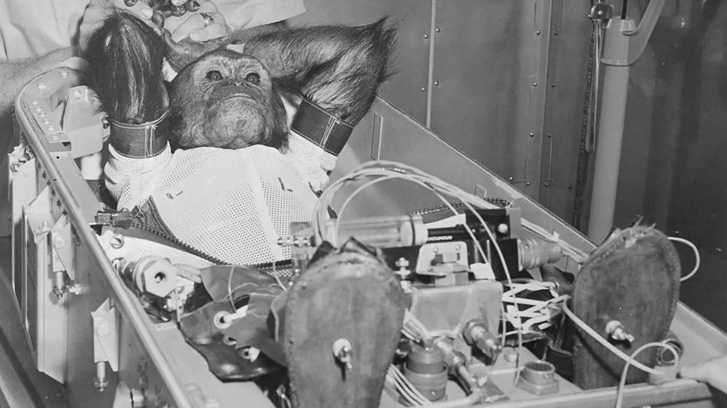 Heartbreaking story behind first ever chimpanzee to go to space as people react to concerning training images
