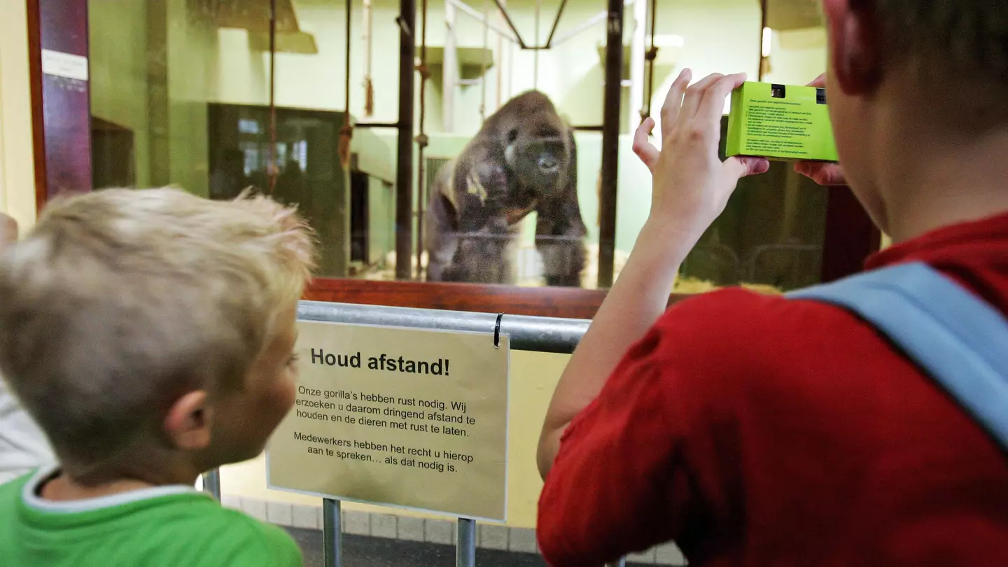 Woman paid horrifying price after making eye contact and smiling at gorilla in enclosure