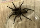 One of Europe’s ‘biggest spiders’ spotted in the UK