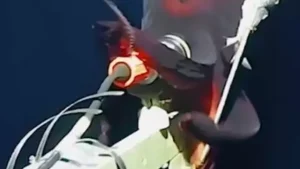 Terrifying underwater footage reveals moment camera is attacked by rare-deep sea squid with ‘headlights’