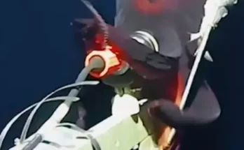 Terrifying underwater footage reveals moment camera is attacked by rare-deep sea squid with ‘headlights’