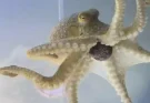 Family shared tragic update after they bought pet octopus for nine-year-old son that went on to destroy their home