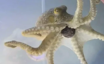 Family shared tragic update after they bought pet octopus for nine-year-old son that went on to destroy their home