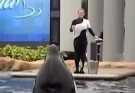 Chilling image shows final moment before orca found with dead SeaWorld trainer in its mouth