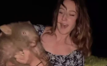 Influencer flees Australia after taking baby wombat from its mother in distressing footage