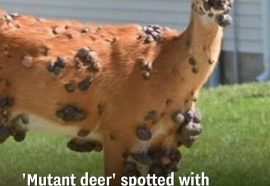 A warning has been issued for a number of animals recently 😳
