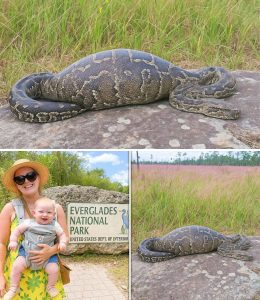 Single Mom Vanished in Everglades, 1 Year Later a Python Is Found With a Strange Bulge…
