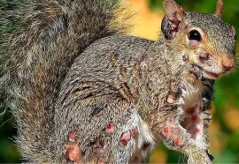 Experts issue warning as infected ‘zombie’ squirrels covered in warts spotted in the US