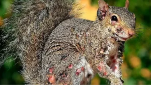 Experts issue warning as infected ‘zombie’ squirrels covered in warts spotted in the US