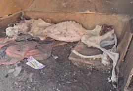 She Was Left in the Trash, Her Body Frozen But Fate Had One More Miracle to Give!!