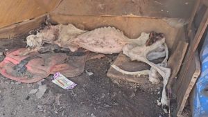 She Was Left in the Trash, Her Body Frozen But Fate Had One More Miracle to Give!!