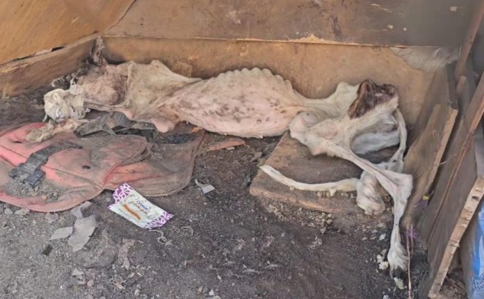 She Was Left in the Trash, Her Body Frozen But Fate Had One More Miracle to Give!!